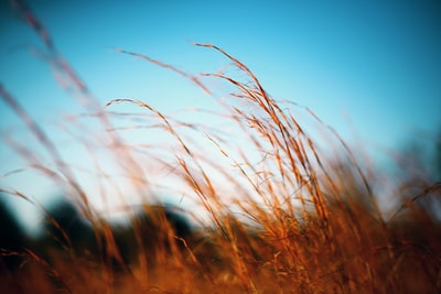 选择聚焦摄影褐色的草蓝天
